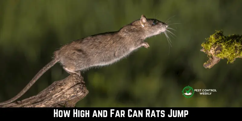 How High and Far Can Rats Jump