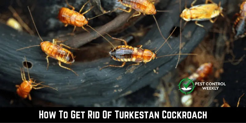 How To Get Rid Of Turkestan Cockroach