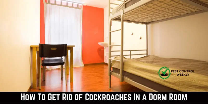 How To Get Rid of Cockroaches In a Dorm Room
