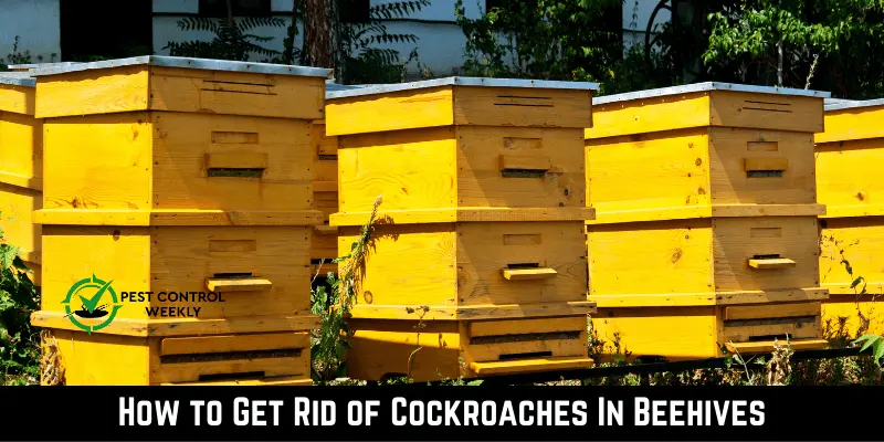 How to Get Rid of Cockroaches In Beehives