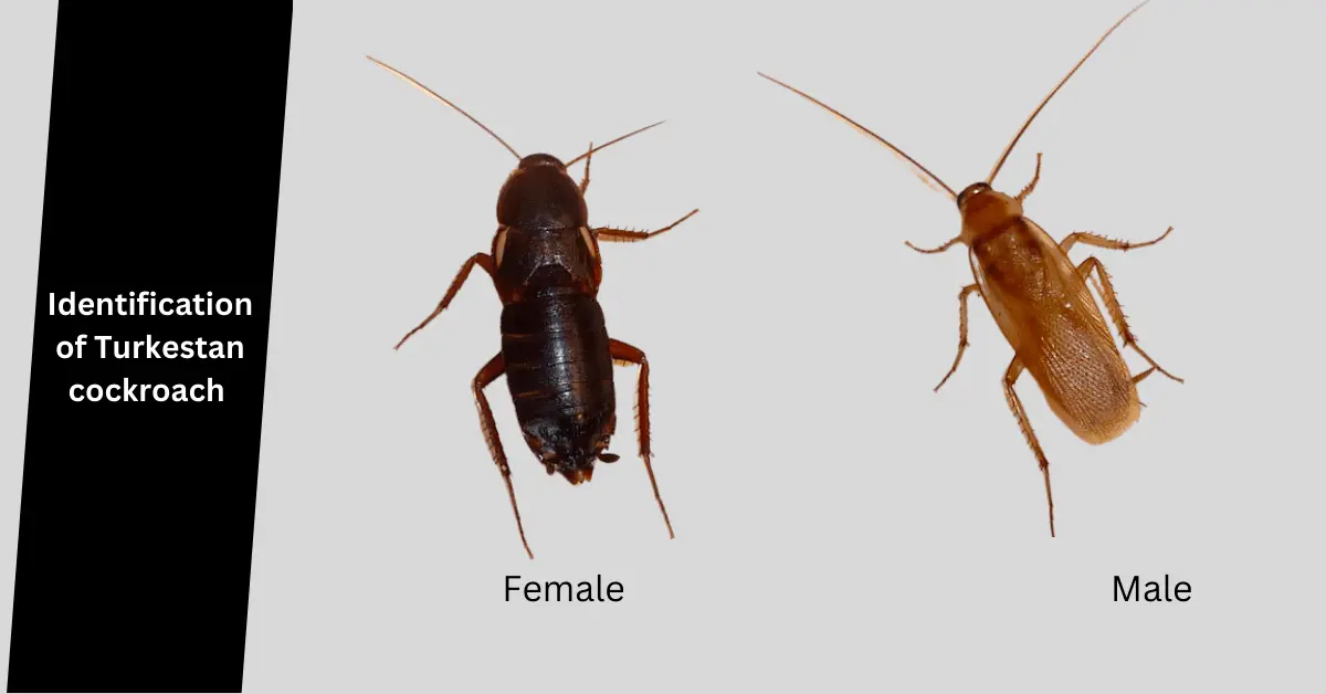 Identification of Turkestan Cockroach