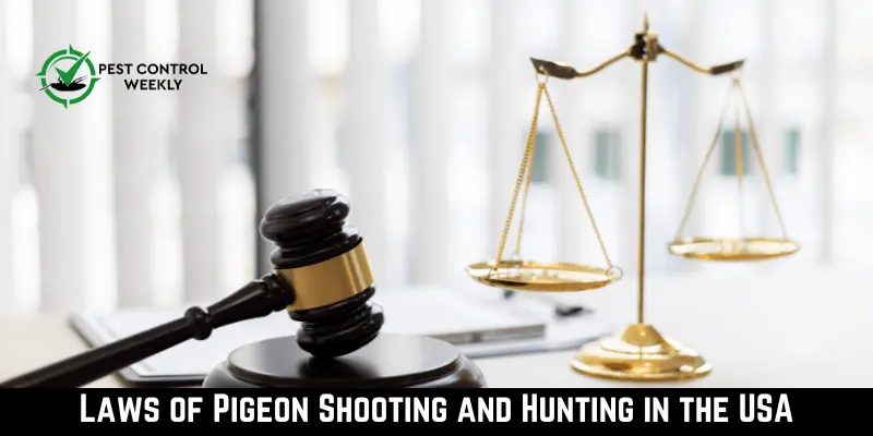Laws of Pigeon Shooting and Hunting in the USA