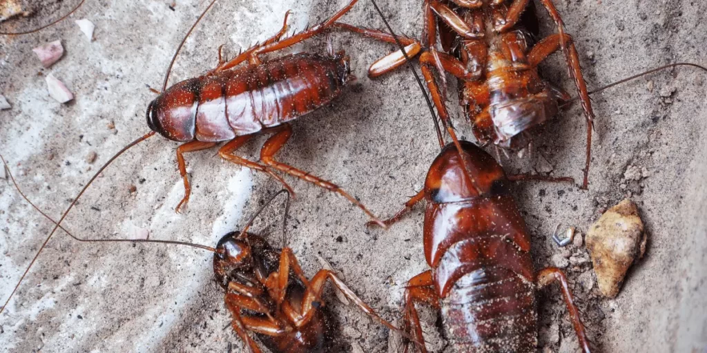 Oriental-Cockroach