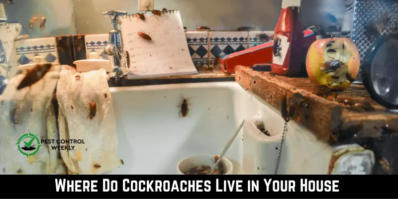 Where Do Cockroaches Live in Your House