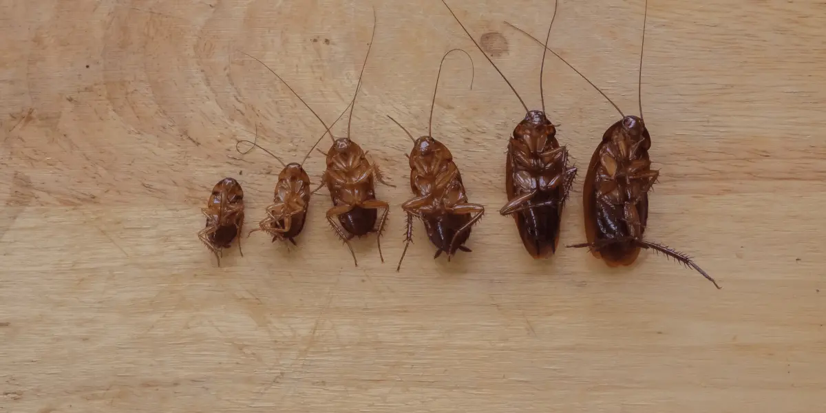life cycle of Smoky Brown Cockroaches 