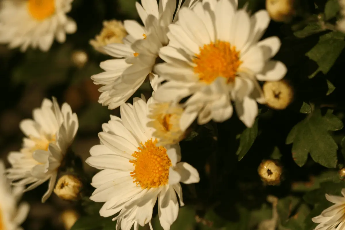 Chrysanthemum Flower 