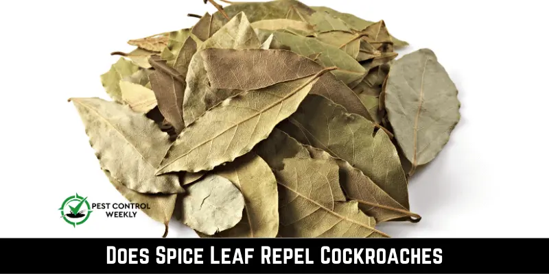 Does Spice Leaf Repel Cockroaches