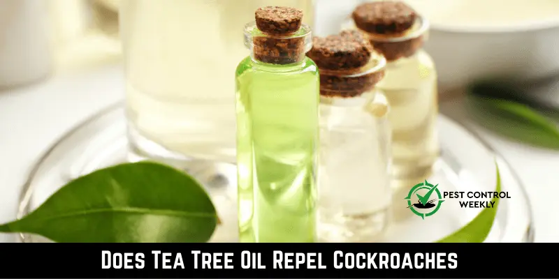 Does Tea Tree Oil Repel Cockroaches