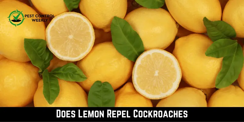 Does Lemon Repel Cockroaches