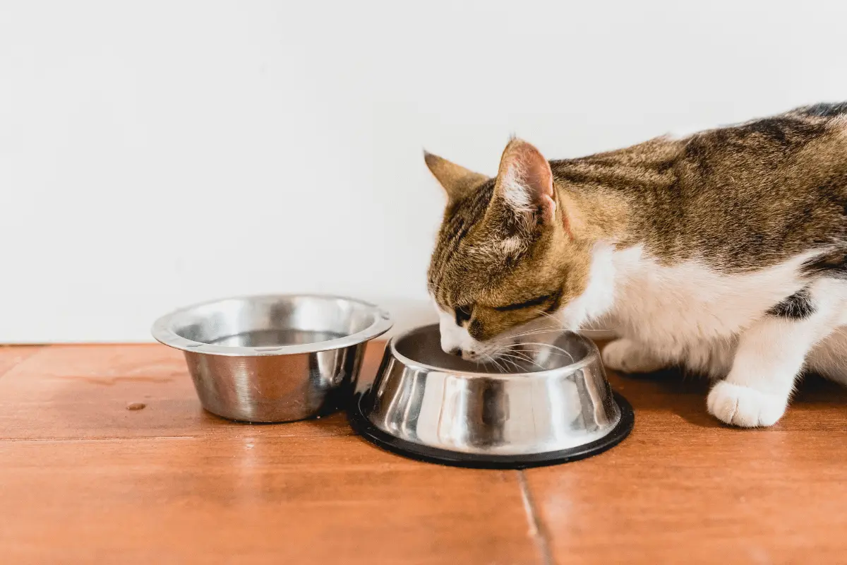 Feed Cats in Cockroach-Resistant Bowls