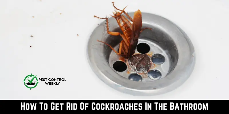 Get Rid Of Cockroaches In The Bathroom