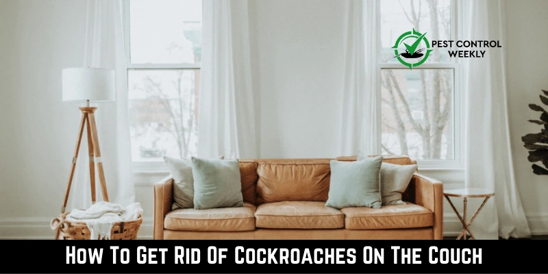 How To Get Rid Of Cockroaches On The Couch