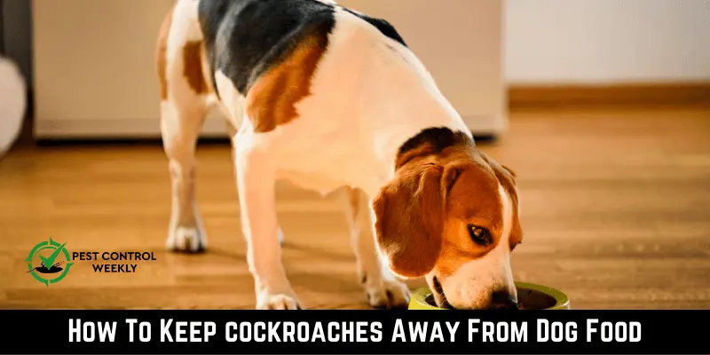 How To Keep cockroaches Away From Dog Food