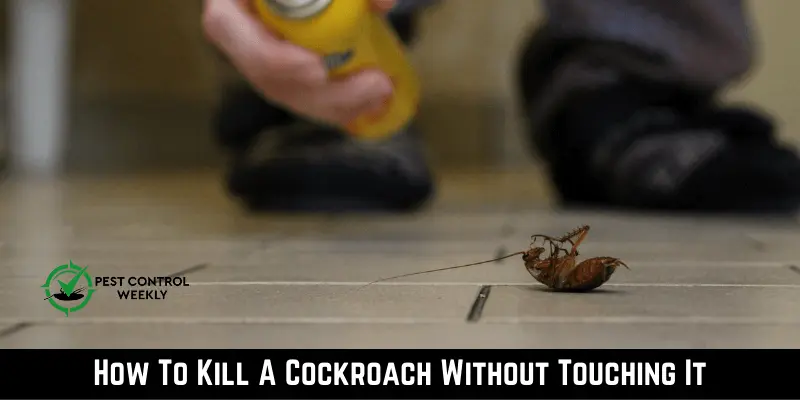 How To Kill A Cockroach Without Touching It