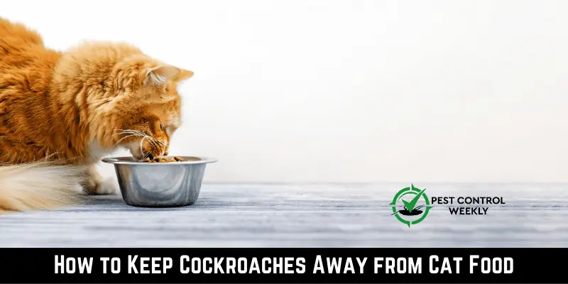 How to Keep Cockroaches Away from Cat Food