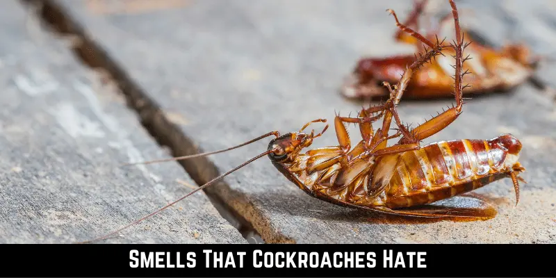 Smells That Cockroaches Hate