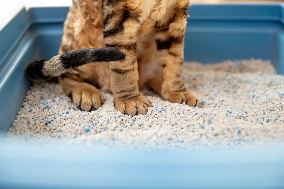 Use Clay-Based Cat Litter