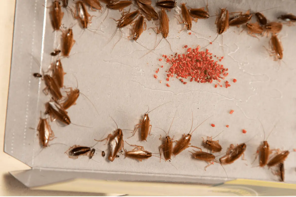 Use Glue Traps to Catch Cockroaches