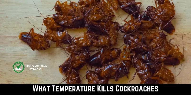What Temperature Kills Cockroaches