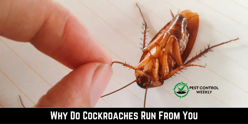 Why Do Cockroaches Run From You