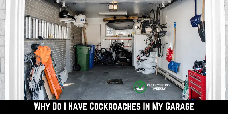 Why Do I Have Cockroaches In My Garage
