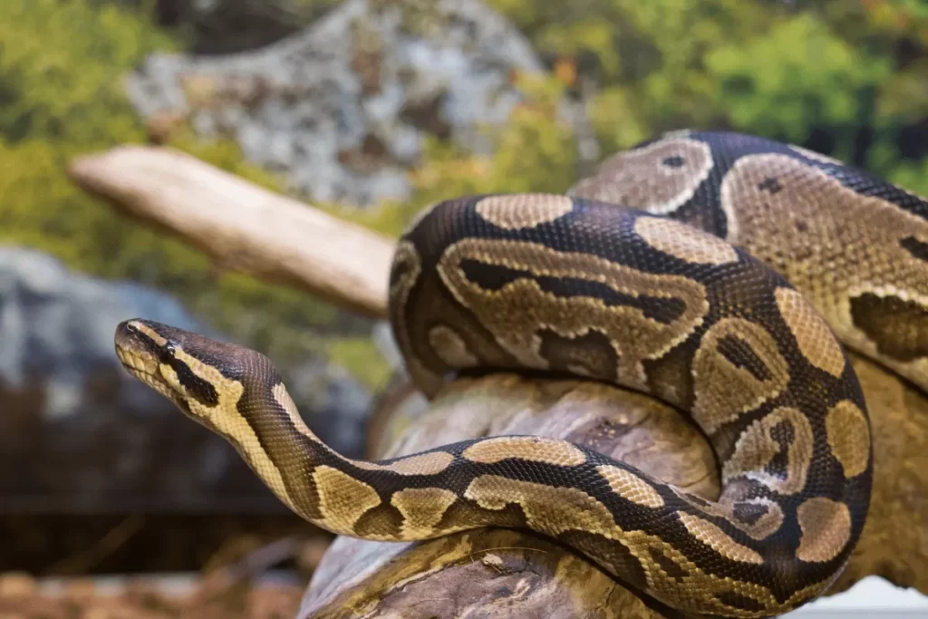 Python-Snake