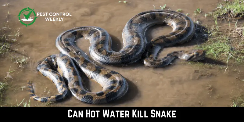 Can Hot Water Kill Snake