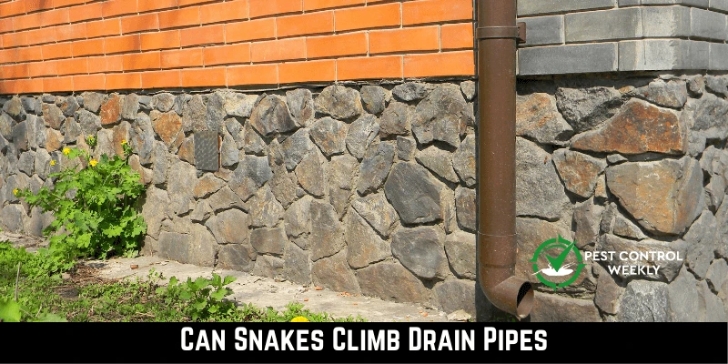 Can Snakes Climb Drain Pipes