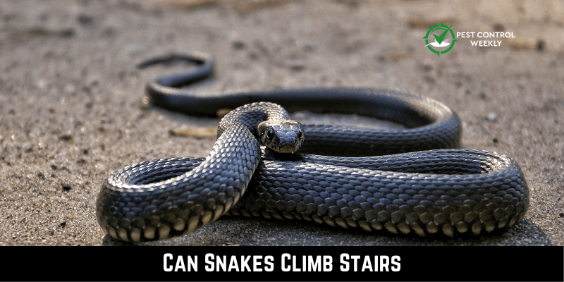 Can Snakes Climb Stairs