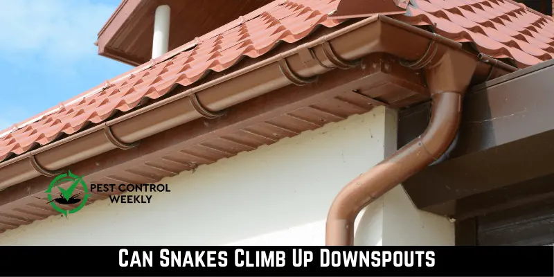 Can Snakes Climb Up Downspouts