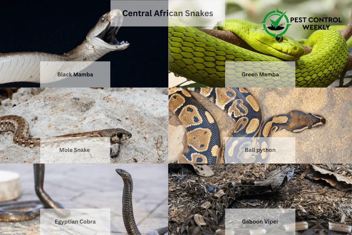 Central African Snakes