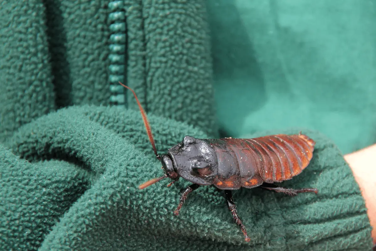 Cockroaches Crawl on You at Night
