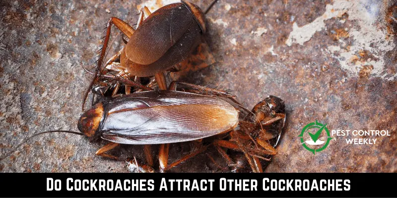 Do Cockroaches Attract Other Cockroaches