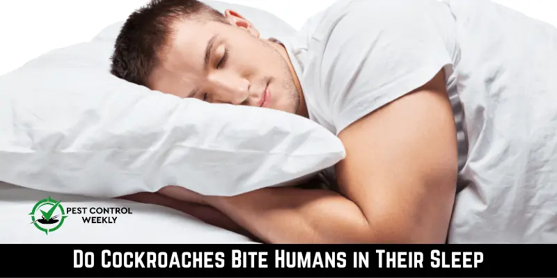 Do Cockroaches Bite Humans in Their Sleep