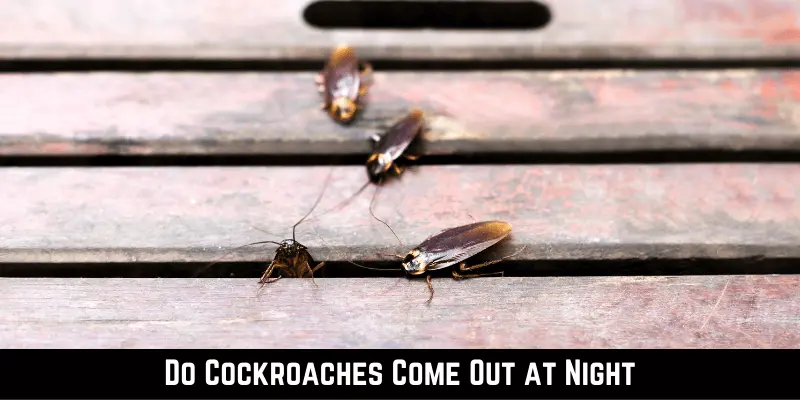 Do Cockroaches Come Out at Night