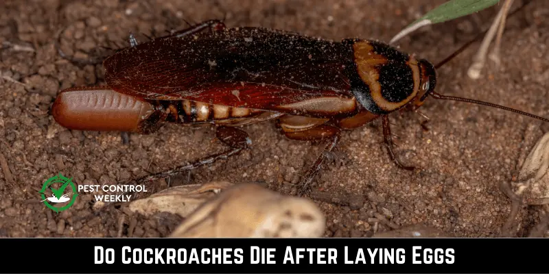 Do Cockroaches Die After Laying Eggs