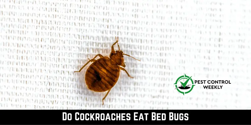 Do Cockroaches Eat Bed Bugs