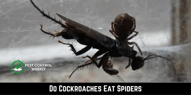 Do Cockroaches Eat Spiders