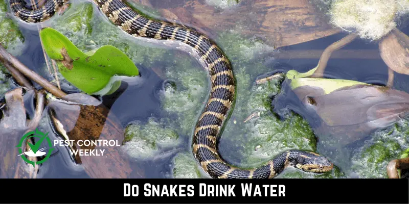 Do Snakes Drink Water