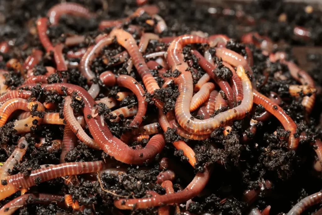 Get Rid of Grubs and Earthworms