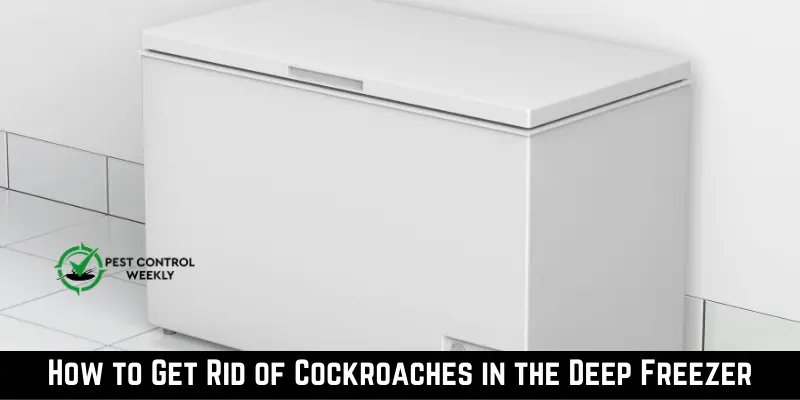 Get Rid of Cockroaches in the Deep Freezer