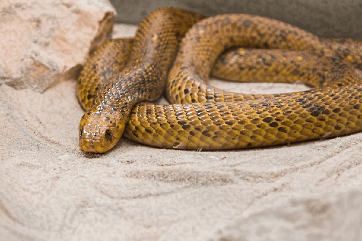 Golden Sea Snake