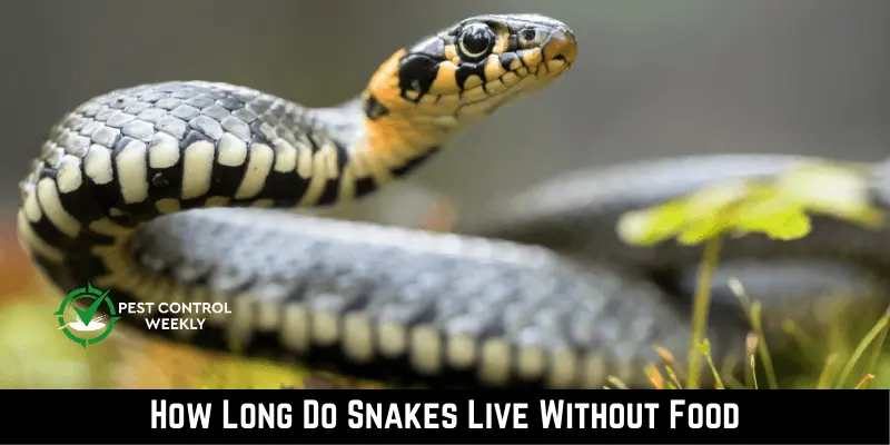 How Long Do Snakes Live Without Food