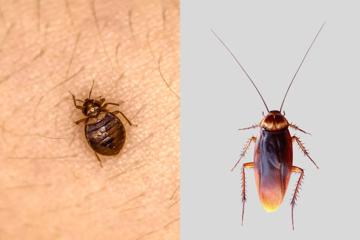 Relationship between Cockroaches & Bed Bugs