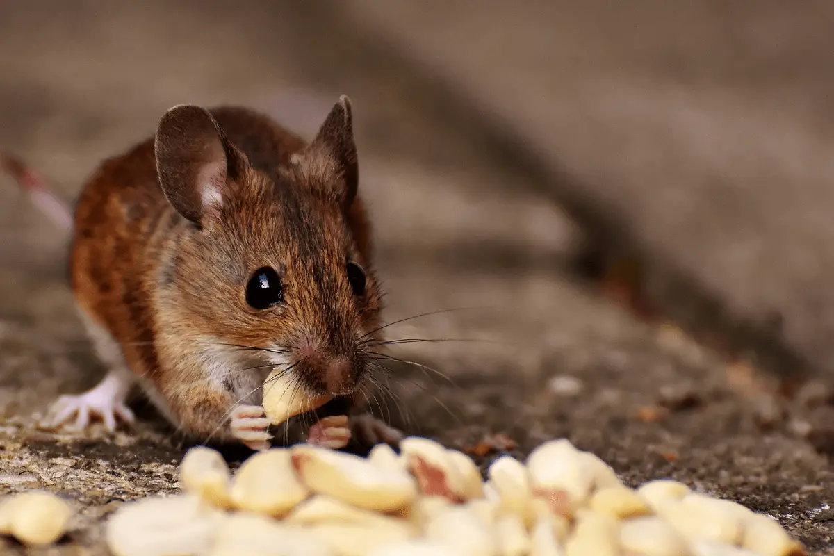 Remove Rodents and Insects