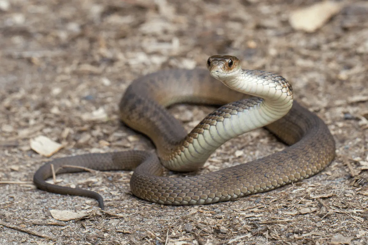 Rough Earth Snake