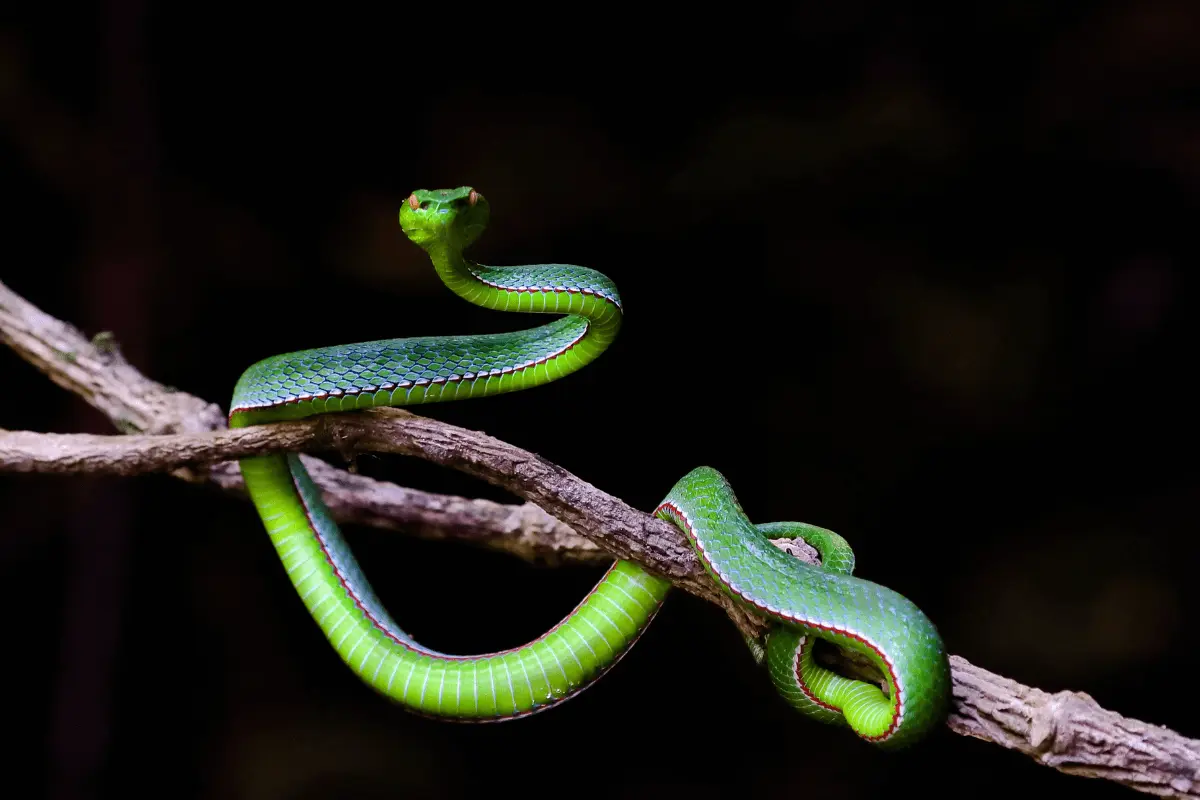 Taiwanese Tree Snakes