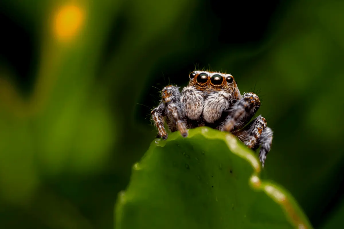 Thanatus Flavidus Spider