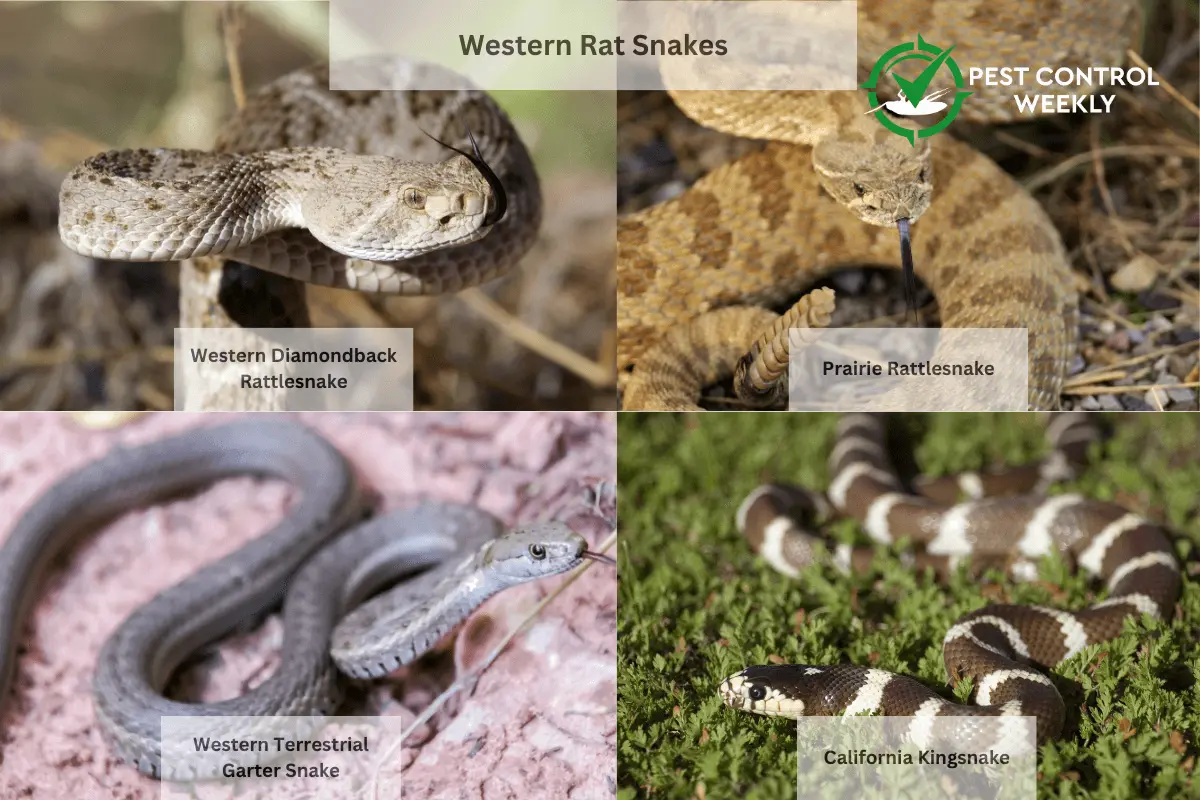 Western Rat Snakes