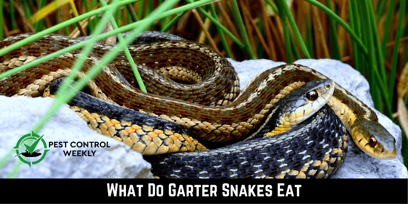 What-Do-Garter-Snakes-Eat